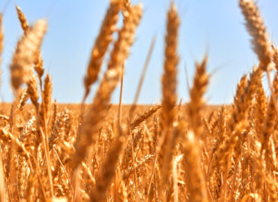 Wheat field. Ears of golden wheat close up. Beautiful Nature Sunset Landscape. Rural Scenery under Shining Sunlight. Background of ripening ears of meadow wheat field. Wheat field. Ears of golden wheat close up. Beautiful Nature Sunset Landscape. Rural Scenery under Shining Sunlight. Background of ripening ears of meadow wheat field. Rich harvest Concept
